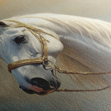 Horses 221 Canvas Art 60 x 40 cm / Black